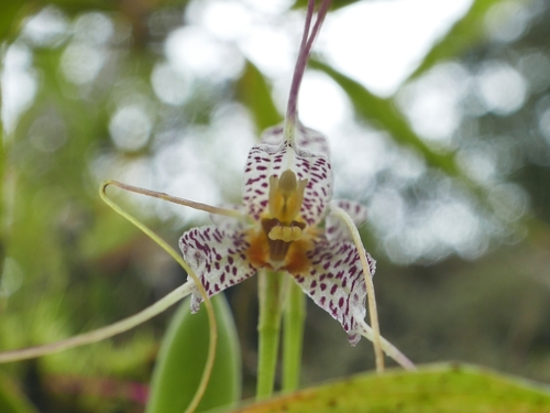 Image of Masdevallia picturata by (c) Daniel Mesa, some rights reserved (CC BY)