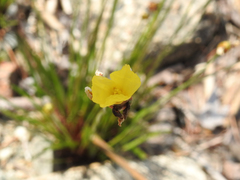 Xyridaceae