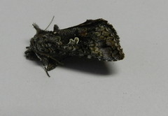 Syngrapha octoscripta