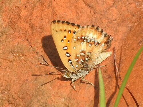 Mottled Russet