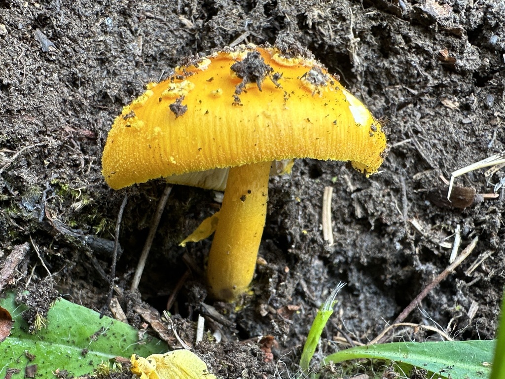 Amanita sp. 'flavoconia-01'