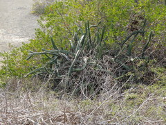 Stenocereus standleyi
