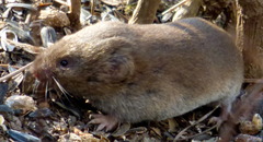 Microtus pinetorum