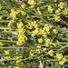 Ephedraceae - Photo (c) Le.Loup.Gris, μερικά δικαιώματα διατηρούνται (CC BY-SA)