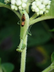 Acontista aurantiaca