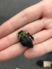 Xylocopa virginica