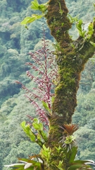 Tillandsia tovarensis