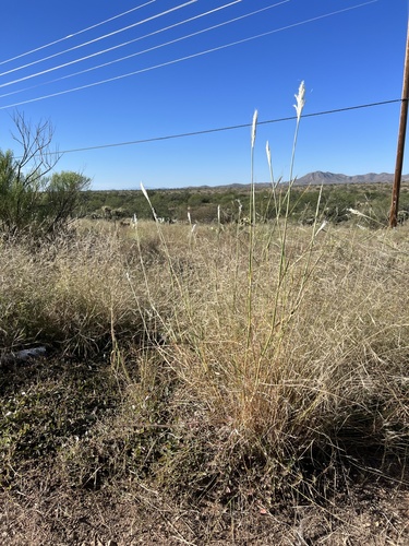 cane bluestem (Bothriochloa barbinodis)