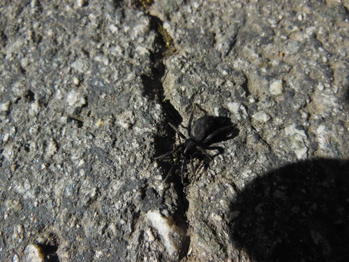 Gnaphosidae