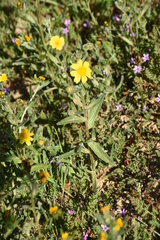 Monolopia lanceolata