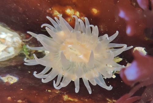 Silver Spotted Anemone