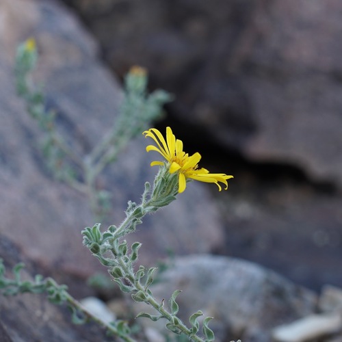 Image of Rockyscree False Goldenaster (Heterotheca fulcrata) by (c) Andrew Tree, some rights reserved (CC BY)