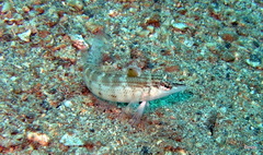 Parapercis lineopunctata