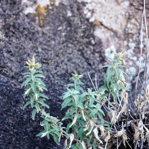 Image of Lemmon's Brickellbush (Brickellia lemmonii) by (c) Andrew Tree, some rights reserved (CC BY)