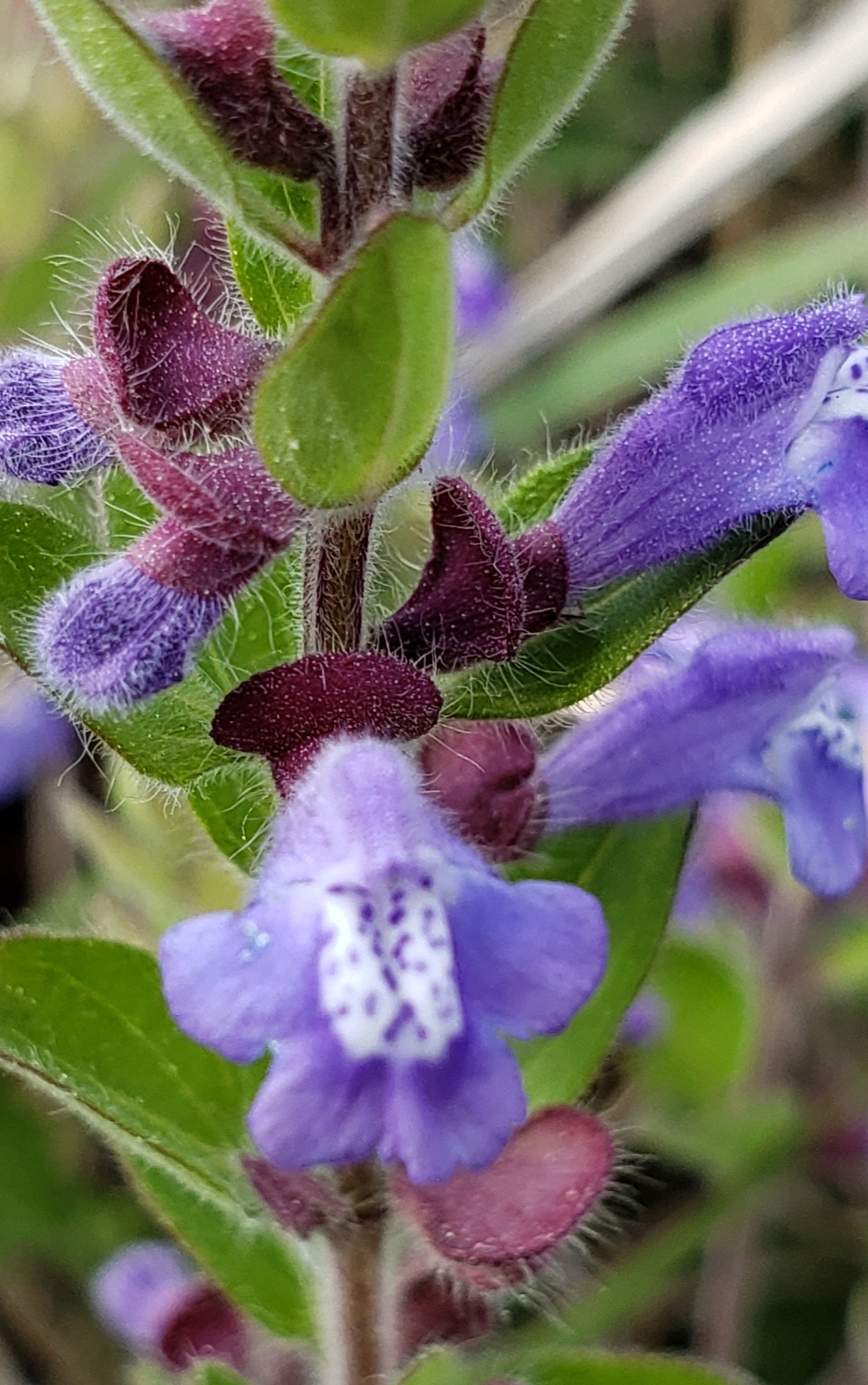 Scutellaria drummondii
