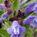 Drummond's Skullcap - Photo (c) Traci, some rights reserved (CC BY-NC), uploaded by Traci