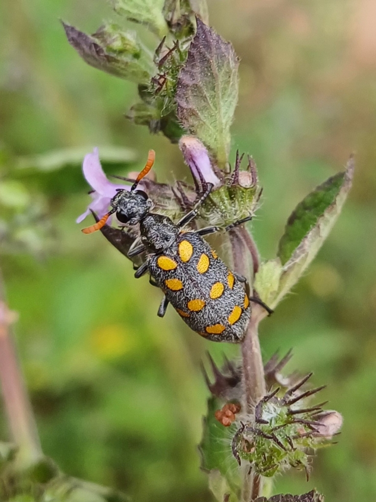 Hycleus vestitus