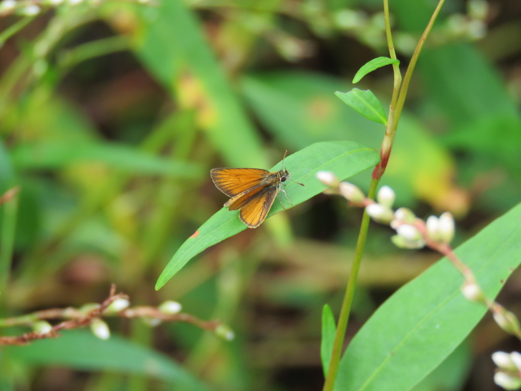 Ancyloxypha nitedula