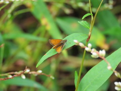 Ancyloxypha nitedula