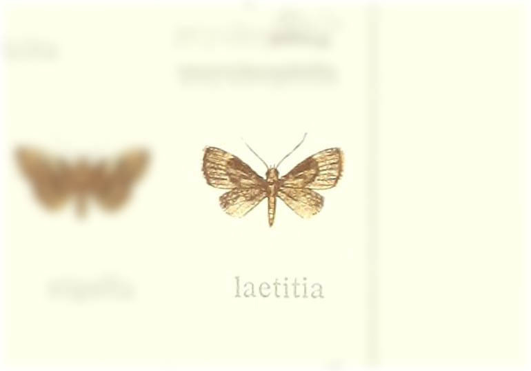 Chloroclystis laetitia
