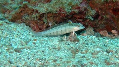 Parapercis lineopunctata