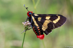 Sarbia damippe
