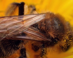 Andrena bimaculata