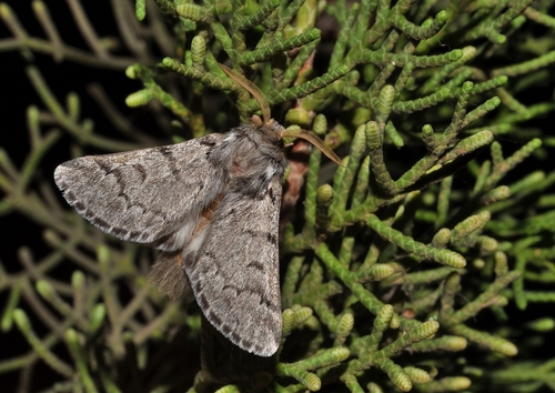 Thaumetopoea cretensis