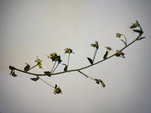 Convolvulus pilosellifolius iNat (1)