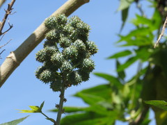 Ricinus