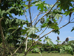 Ricinus