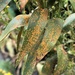 Goldenrod Rust - Photo (c) Susan J. Hewitt, some rights reserved (CC BY-NC), uploaded by Susan J. Hewitt