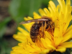 Andrena bimaculata