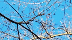 Podosphaera phytoptophila