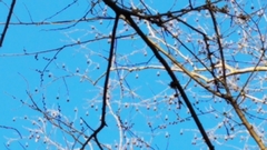 Podosphaera phytoptophila