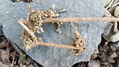 Podosphaera phytoptophila