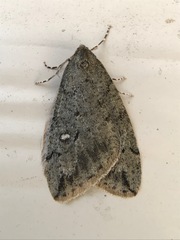 Paleacrita merriccata