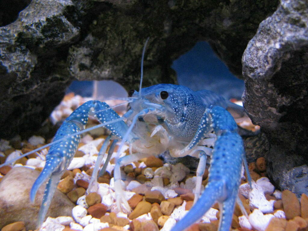 Florida Crayfish