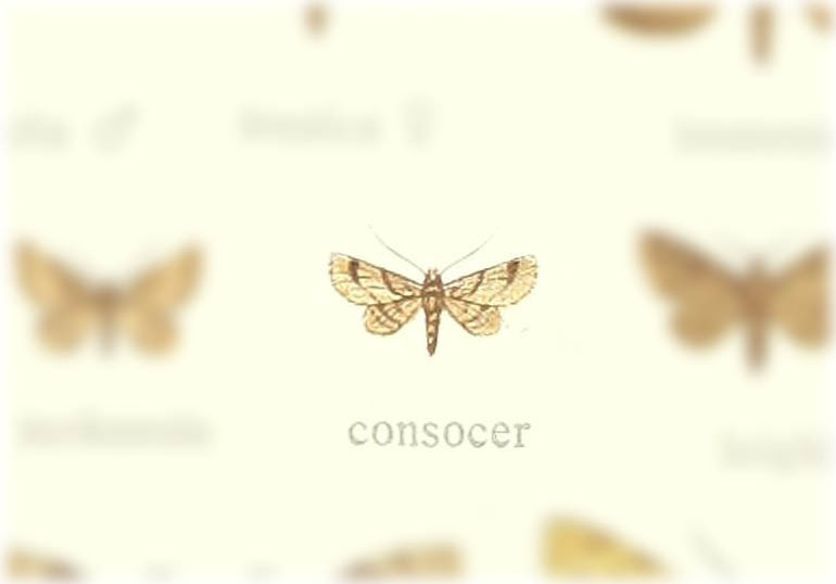 Chloroclystis consocer