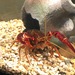 Red Swamp Crayfish - Photo (c) KingKingston1st, some rights reserved (CC BY-SA)