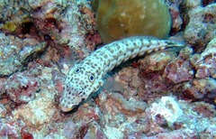Parapercis clathrata