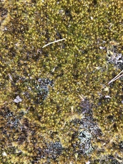 Campylopus tallulensis