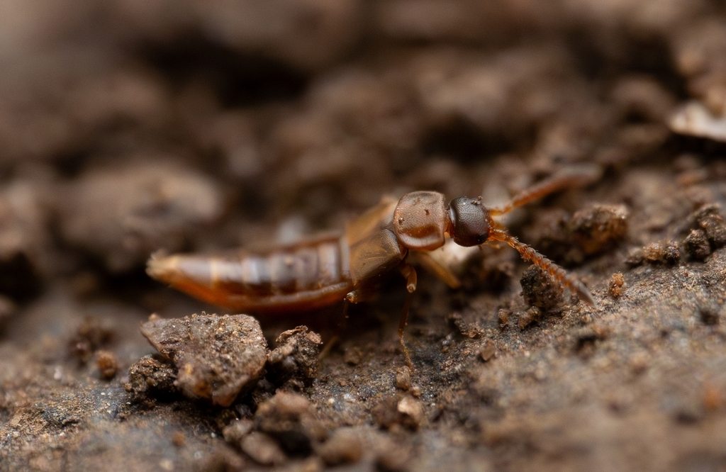 Microdonia