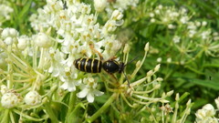 Dolichovespula norvegicoides