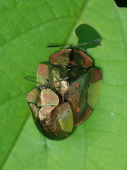 Cyrtonota serinus