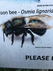 Osmia lignaria