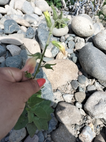 Tobacco (Nicotiana glutinosa)