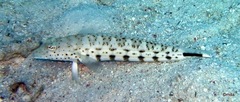 Parapercis hexophtalma