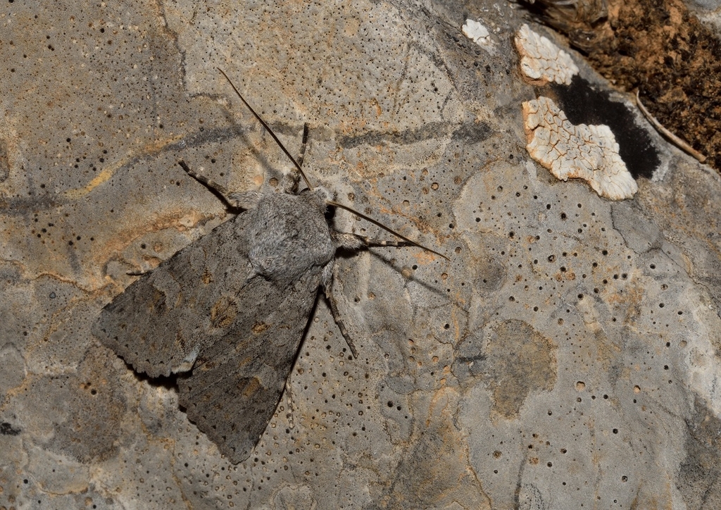 Ammoconia reisseri