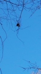 Podosphaera phytoptophila